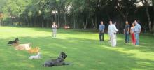 Adiestramiento canino, perros, escuelas de adistramiento, cachorros