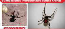 araña, viuda negra, peligro