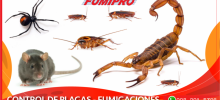 plagas, bichos, cucarachas, ratones, alacranes, hormigas, rastreros, insectos