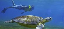 Snorkeling with Turtle Private Tour