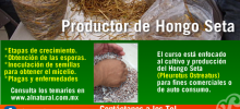 curso hongo seta DF,venta de micelio df