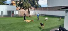 escuela para perros en tecamachalco, guardería para perros en tecamachalco