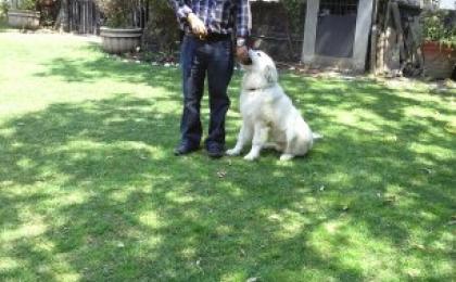 Entrenamiento canino en el DF