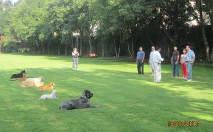 Adiestramiento canino, perros, escuelas de adistramiento, cachorros