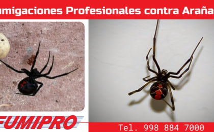 araña, viuda negra, peligro