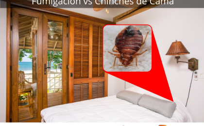 chinches, chinches de cama, insectos en la cama