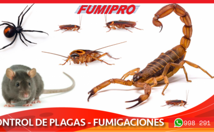 plagas, bichos, cucarachas, ratones, alacranes, hormigas, rastreros, insectos