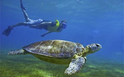 Snorkeling with Turtle Private Tour