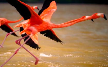 isla de los pajaron en holbox