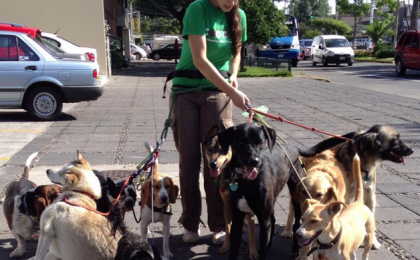 paseadores de perros, dog dog, hotel para perros guadalajara