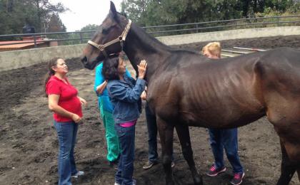 coaching con caballos mexico team building mexico df