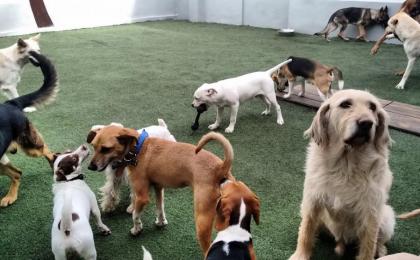 escuela para perros en eje central, guardería para perros en eje central