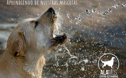 Perro agua veterinaria alamos