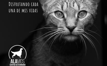 gato veterinaria alamos