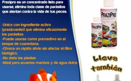 salud para mis peces, cuidado de peces, prazipro.