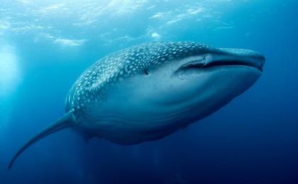 tour con el tiburón ballena