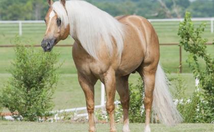 Criadero de caballos