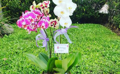 arreglo floral con orquideas, orquideas, planta de orquidea