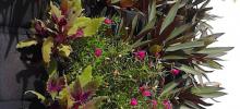 Jardin Vertical, muro verde natural, cancun