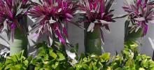 jardines verticales naturales en cancun