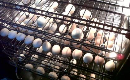 incmx incubadoras de huevos