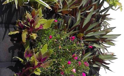 Jardin Vertical, muro verde natural, cancun