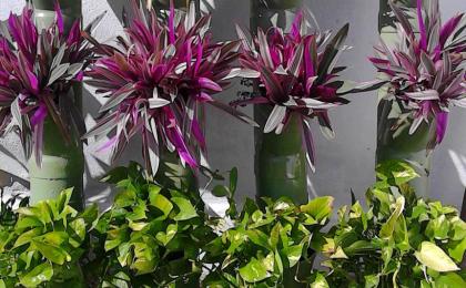 jardines verticales naturales en cancun